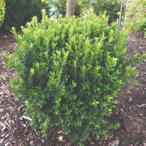 Baby Jade Boxwood Shrubs In 2021 Shrubs For Landscaping Cypress
