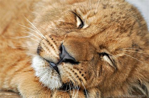 Sleeping Lion Cub Photographed At Paradise Valley Near Rot Steve