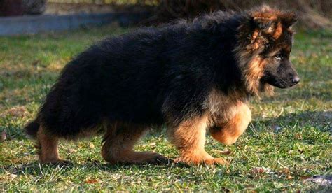 Long Haired West German Showline German Shepherd Puppy German