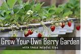Images of What To Grow In Your Garden