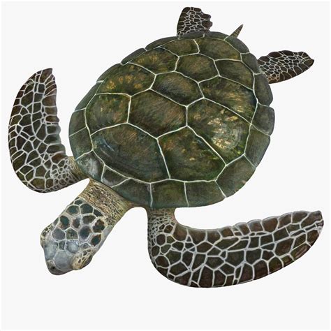 Sea Turtle Green Turtle Ready To 3D Print 3D Model 30 Fbx Stl