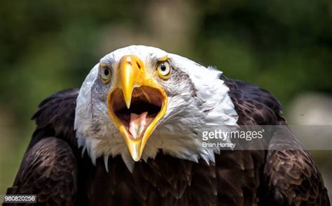 Screaming Eagle Photos And Premium High Res Pictures Getty Images