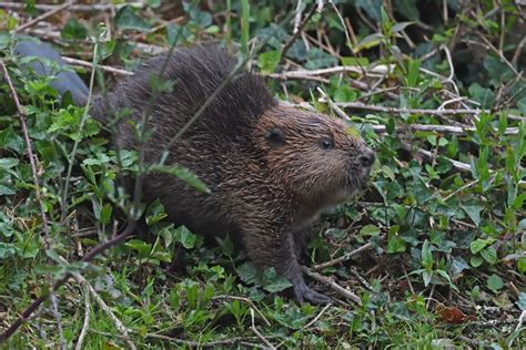Five Years Of Beavers Bring Big Biodiversity And Flooding Benefits