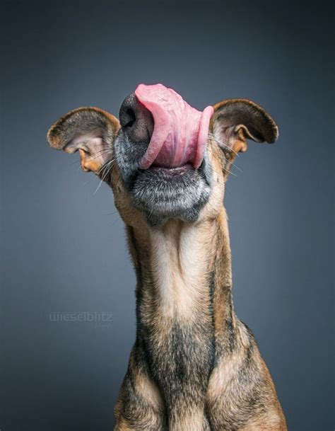 Expressive Dog Portraits By Elke Vogelsang Perfectly Capture Mans Best