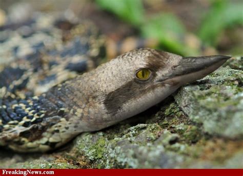 Snird Snake Bird Hybrid Hybrid Animals Pinterest Animal