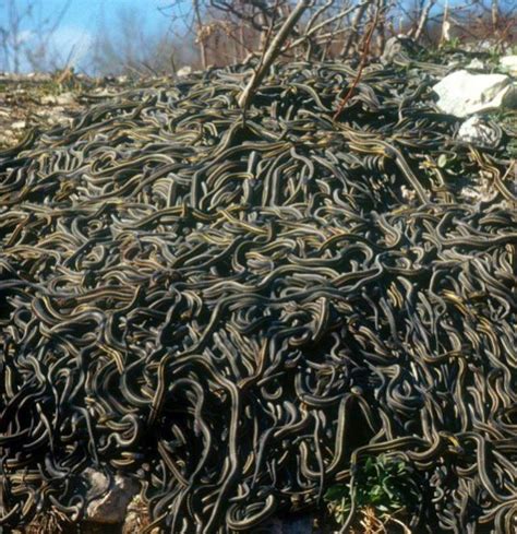 Huge Knot Of Garter Snakes Emerge From Hibernation