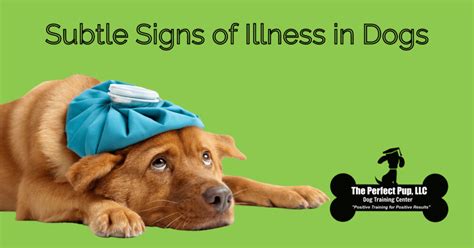 Subtle Signs Of Illness In Dogs Blog The Perfect Pup