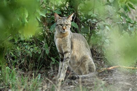 Felis Lybica Cafra ♀ Southern African Wildcat South Africa Wild