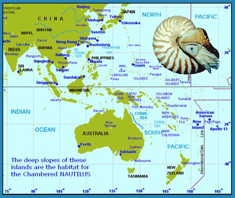 Nautilus