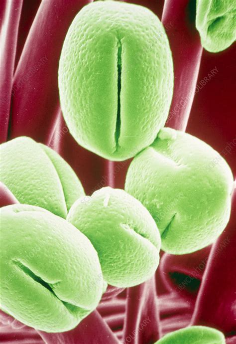 Pollen Grains Stock Image B7860605 Science Photo Library