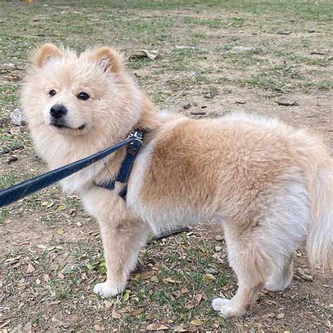 Chow Chow Pomeranian Mix Your Guide To A Cute Hybrid Dog