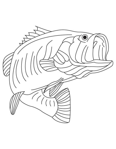 The word bass comes from middle english bars, meaning 'perch'. Bass Fish Outline - Clipartion.com