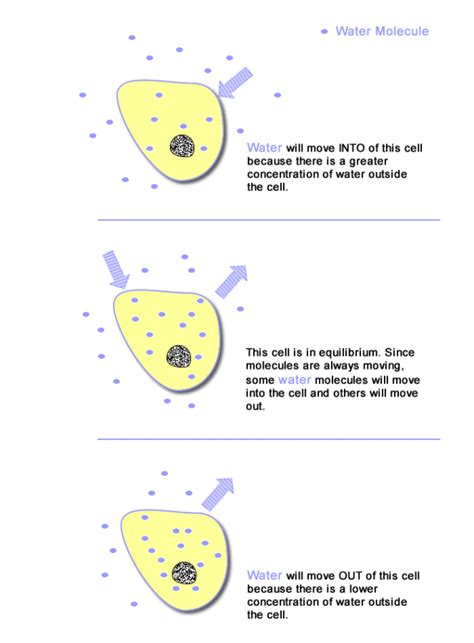 Osmosis Diagrams | 101 Diagrams