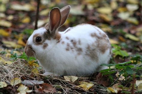 Guide To Pet Rabbit Breeds Did You Know Pets
