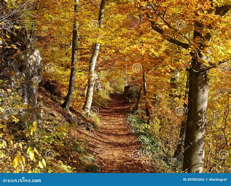 Trail In Golden Forest Landscape Fall Season Nature Background Stock