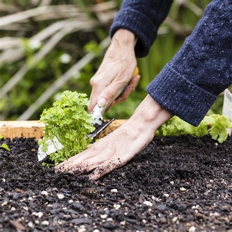 10 Solutions For Your Most Common Gardening Problems Taste Of Home