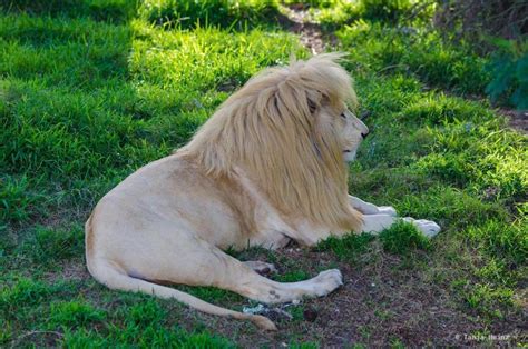 löwe in der auffangstation für großkatzen in plettenberg bay südafrika löwe löwen