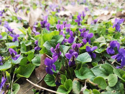 Flowers In The Forest Viola Odorata Stock Image Image Of