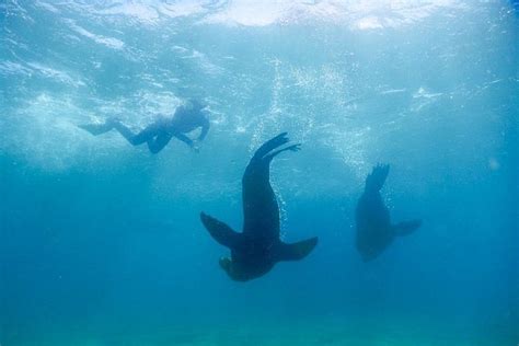 2023 Swim With Seals Adventure Mornington Peninsula