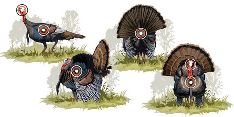Turkey Hunting Shot Placement Nebraskaland Magazine