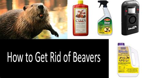 Get professional training and feel the deep inner satisfaction of solving real problems for real people, and at the same time help to actually restore our natural world! How To Get Rid Of Beavers: Top-7 Beaver Traps & Repellents ...