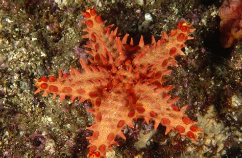 Red Spiny Sea Star On The Ocean Floor Photograph By James Forte