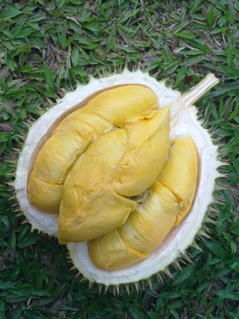 Buah durian musang king merupakan salah satu jenis buah yang tergolong durian termahal saat ini, untuk harga perbuah dapat. Jual Bibit Durian Musang King - Durian Paling Enak Asal ...