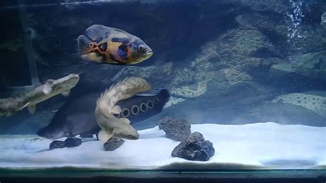 Ikan hias air tawar ini diyakini bisa membawa keberuntungan atau hoki jika dijadikan ikan aquarium atau kolam berdasarkan feng shui. Ikan predator air tawar - YouTube