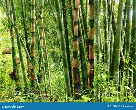 Bamboo In A Rainforest Stock Photo Image Of Indonesia 51746896