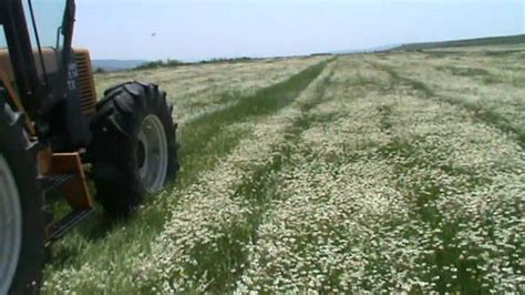 The machine is expected to cost around rs.30,000 and is especially meant for soft flowers like jasmine and 'kanakambaram.' our machine will be able to draw flowers from trees. NB 2005 V chamomile harvest - YouTube
