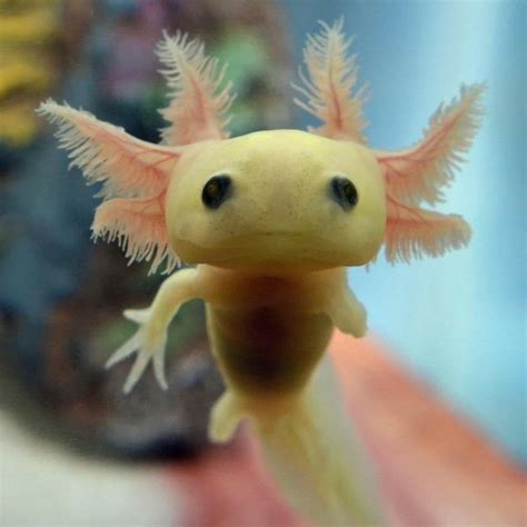 See more ideas about axolotl, amphibians, fish pet. here is a picture of a baby Axolotl to brighten up your ...