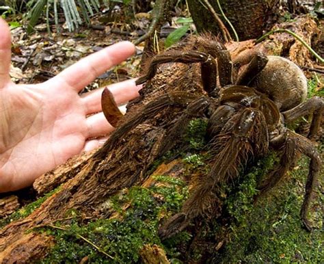 *free* shipping on eligible orders. Aranha-golias: uma gigante na região Amazônica - Portal ...