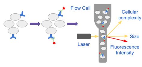 analyzing single cells with flow cytometry