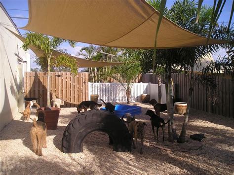 Cool play yard set up for dogs | Dog-Scaped Yards ...