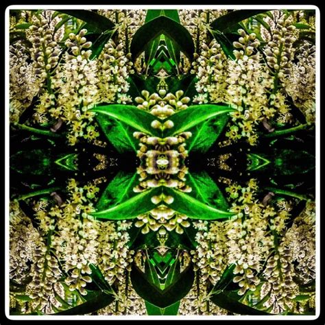 ⋆ Amiras Artistry ⋆ Fractal And Symmetry Art ⋆ My Creative Outlet