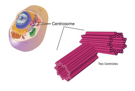 Why Are Centrosomes And Centrioles Important In Cell Division Cell