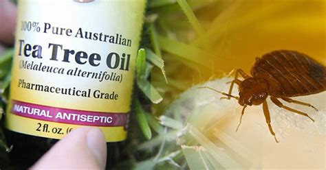 They kill bed bugs and dust mites within 72 hours and will prevent bed bugs from infesting mattresses. How To Get Rid Of Bed Bugs Anywhere At Home - Home Project DIY