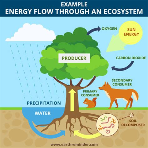 How Does Energy Flow Through An Ecosystem Earth Reminder