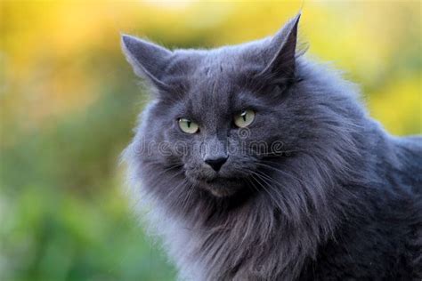 A Portrait Of A Beautiful Blue Norwegian Forest Cat Stock Image Image