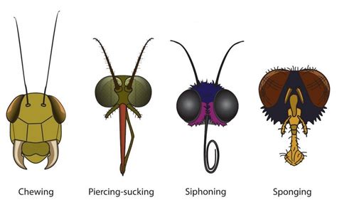 Insect Mouths • Mylearning