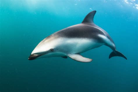 Dusky Dolphin Facts Critterfacts