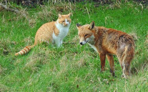 Red Fox Size Wildlife Online