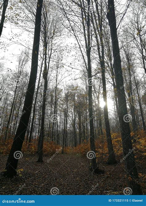 Autumn Naked Trees In A Forest Stock Image Image Of Cold Autumn