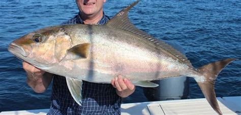 Fish Rules Jack Almaco In Fl State Waters