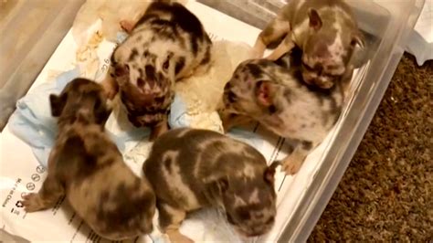 Police arrest 4 people accused of stealing French bulldogs in Port St