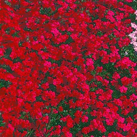 Red Creeping Phlox Red Perennials Creeping Phlox Ground Cover Plants