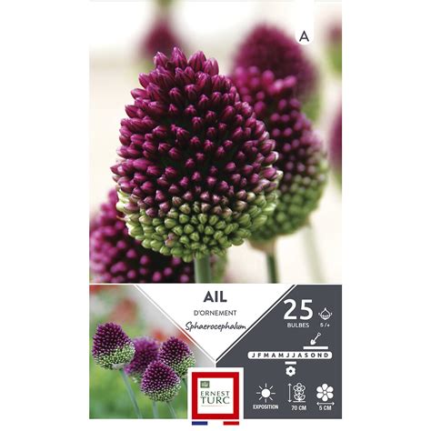 Bulbes Allium Moyen Sphaerocephalum Violet Pourpre Fonc X