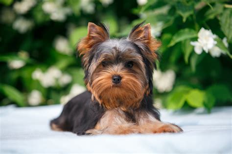 Three Things About Raising Yorkie Puppies Furry Babies