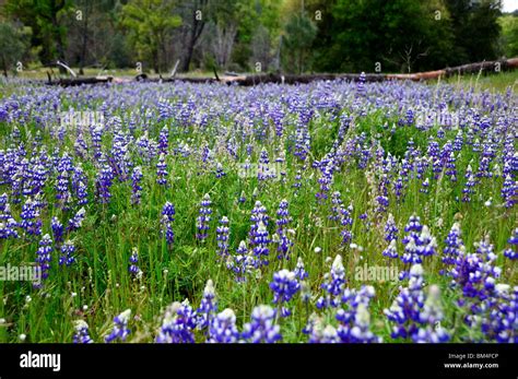 Blue Lupine Flowers Bloom California Usa Stock Photo Alamy