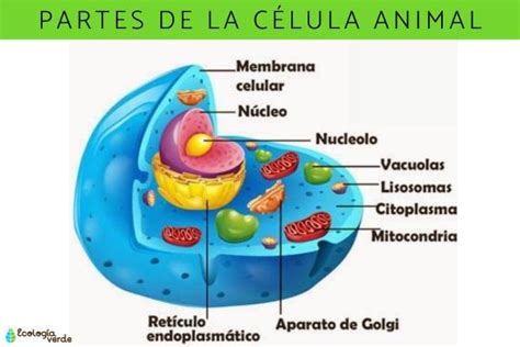 Partes De La Celula Eucariota Animal Amoci
